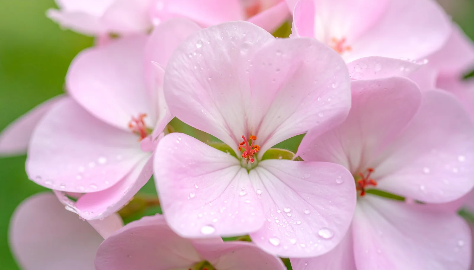 Géranium rosat